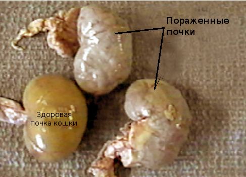 Лечение почечной недостаточности у кошек лечение в домашних условиях Лечение почечной недостаточности у кошек лечение в