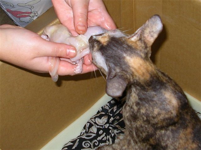 Что дать кошке в домашних условиях чтобы не просила кота Что дать кошке в домашних условиях чтобы