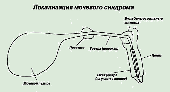Мочевой пузырь у кошки расположение. Уретра у животных. Строение мочевого у собаки. Катетеризация мочевого пузыря у животных. Анатомия кота мочевой пузырь.