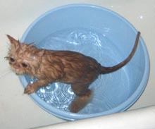 Котятам месяц можно купать. Температура купания котов. Со скольки месяцев купать котят. Купать кошку синоним. Во сколько месяцев можно купать котенка.