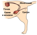 Мочеточники у собаки. Строение мочевой системы котов. Анатомия мочевой системы собак. Мочевой пузырь собаки анатомия.