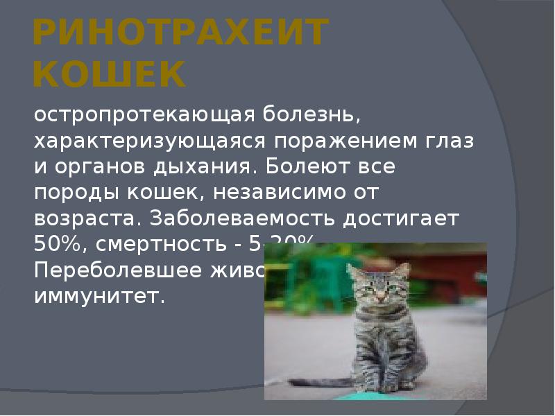 Ринотрахеит кошек схема. Вирусные заболевания животных презентация. Реферат на тему болезни животных. Кошечка независимо от возраста. Ринотрахеит кошек таксономия вируса.