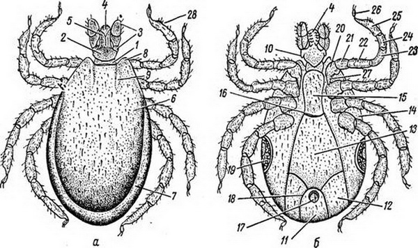 Клещи – описание, строение, виды, размножение, …