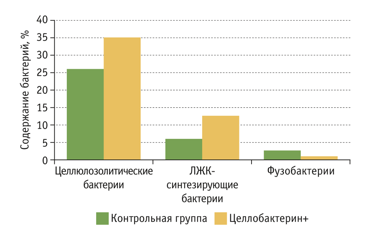 микрофлора рубца
