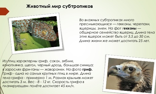 Какие животные обитают влажных субтропиках 4 класс. Животные субтропиков 4 класс окружающий мир. Питомцы зоны влажных субтропиков.