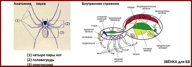 Строение Паукообразных Картинки