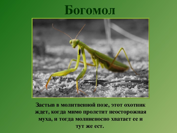 Богомол насекомое чем опасен для человека. Богомол обыкновенный красная книга. Факты о богомолах. Богомол описание. Богомол презентация.