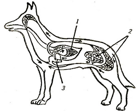 Кровеносная система собаки рисунок