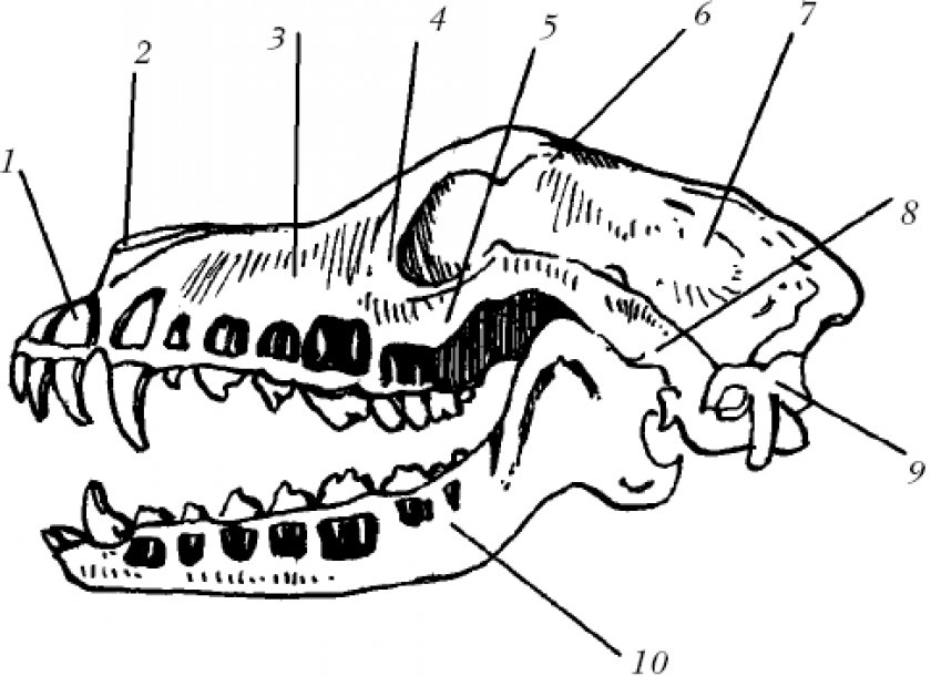 Особенности строения скелета черепа млекопитающих. Зубная система млекопитающих анатомия. Зубная система собаки вид сбоку. Анатомия костей черепа собаки.