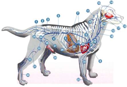 У собаки воспалились лимфоузлы. Лимфатическая система собаки. Анатомия собаки лимфатическая система. Лимфоузлы собаки анатомия. Лимфатическая система собаки расположение.
