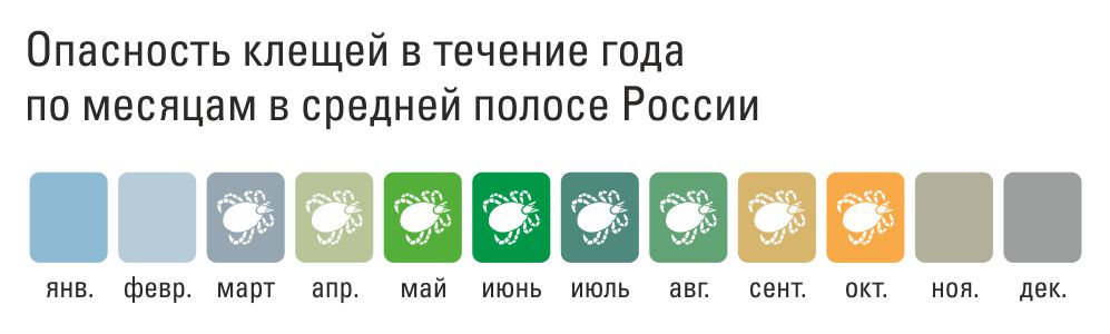 Сезонная активность клещей. Активность клещей по месяцам. Периоды активности клеящей. Клещ активность по месяцам.