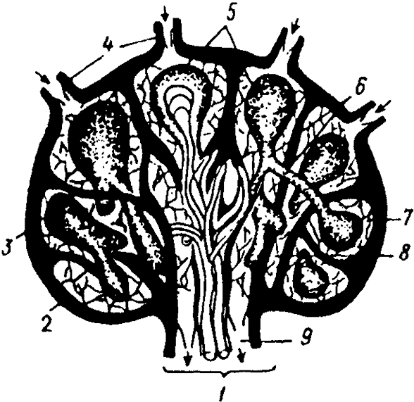 Лимфоузлы структурны. Строение лимфатического узла у животных. Трабекулы лимфатического узла. Краевой синус лимфатического узла. Строение лимфатического узла анатомия.