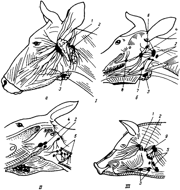 Лимфоузлы крс. Лимфотическиеузлы головы горовы. Поверхностные лимфатические узлы КРС. Лимфатические узлы легких КРС. Лимфатические узлы головы КРС.