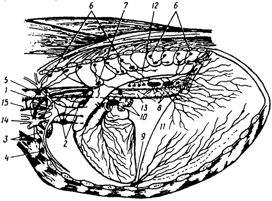 Кровеносная система коровы анатомия. Лимфатическая система коровы. Схема лимфообращения животных. Лимфоузлы крс ветсанэкспертиза. Лимфатическая система крс.