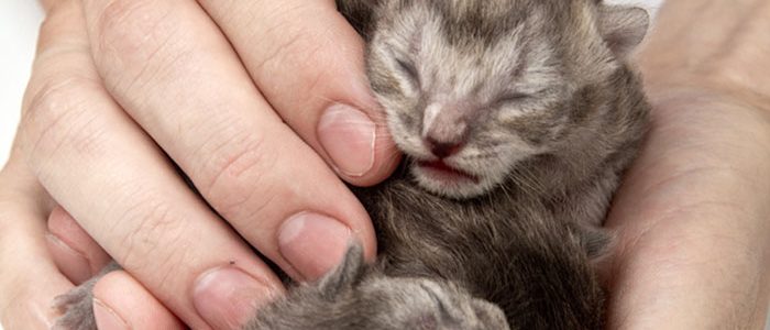 Маленькие котята которые только родились. Маленькие котята новорожденные. Стадии развития котенка. Котята 1 неделя. Котенку которому 1 день.