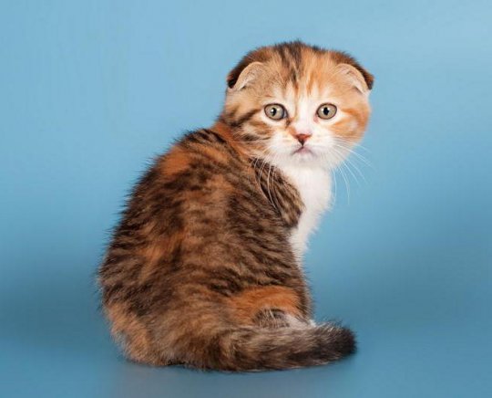 Шотландская Вислоухая Кошка Фото Черепаховый