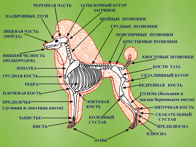 Строение Кости Собаки Фото