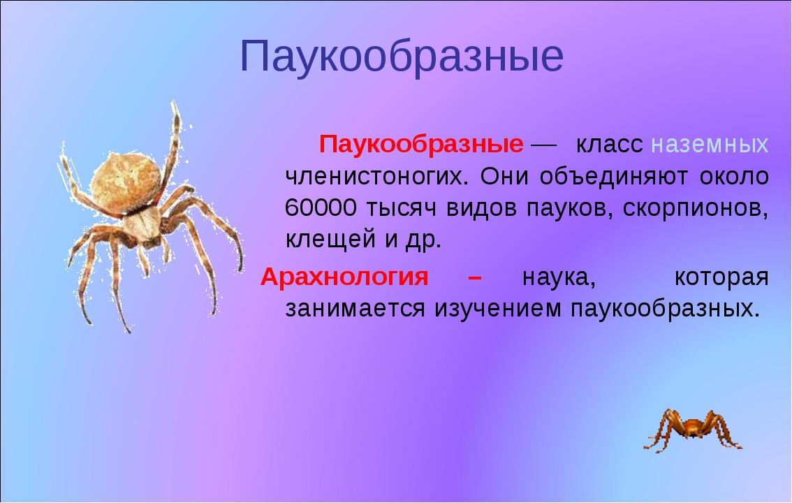 Членистоногие паукообразные. Представители паукообразных 7 класс биология. Тип Членистоногие класс паукообразные 7 класс. Паукообразные представители биология 8 класс. Членистоногие биология 7 класс паукообразные.